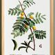 Botanical poster about mimosa, after an engraving from 1802