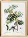 Affiche botanique sur le mimosa, d’après une gravure de 1802