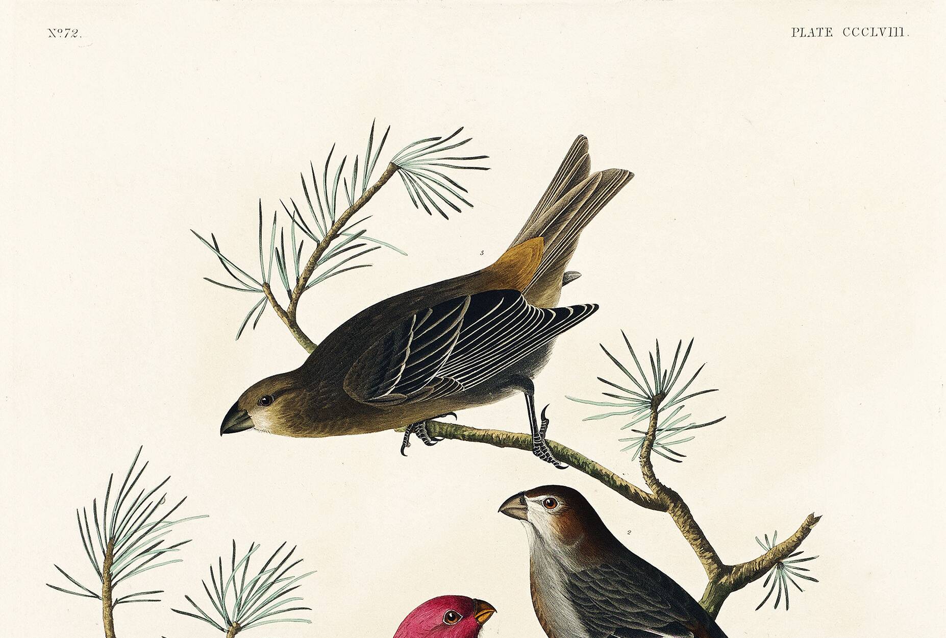 Poster about the Pine Durbec, based on an old engraving from 1827.