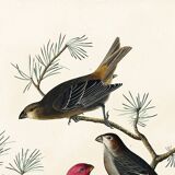 Poster about the Pine Durbec, based on an old engraving from 1827.