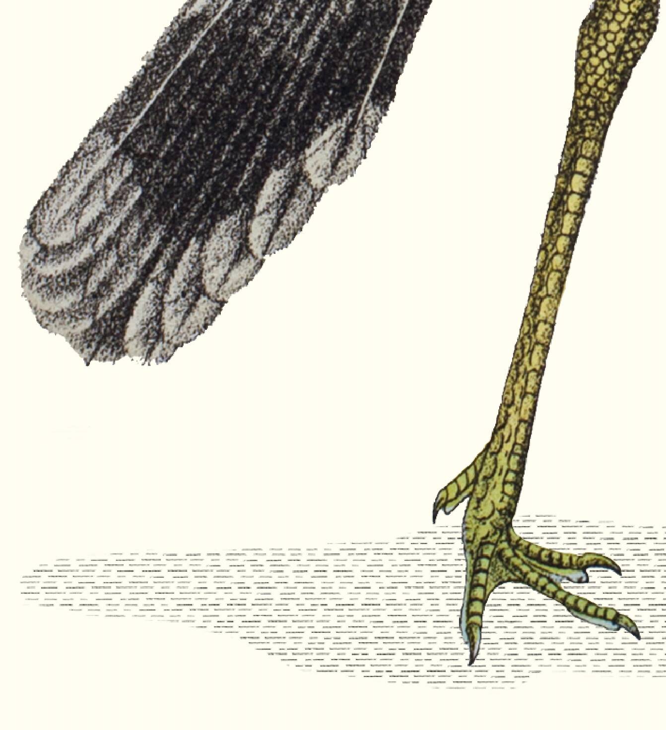 Lithograph engraving chimera animal, the cariapocampus 22x28 cm