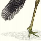 Lithograph engraving chimera animal, the cariapocampus 22x28 cm