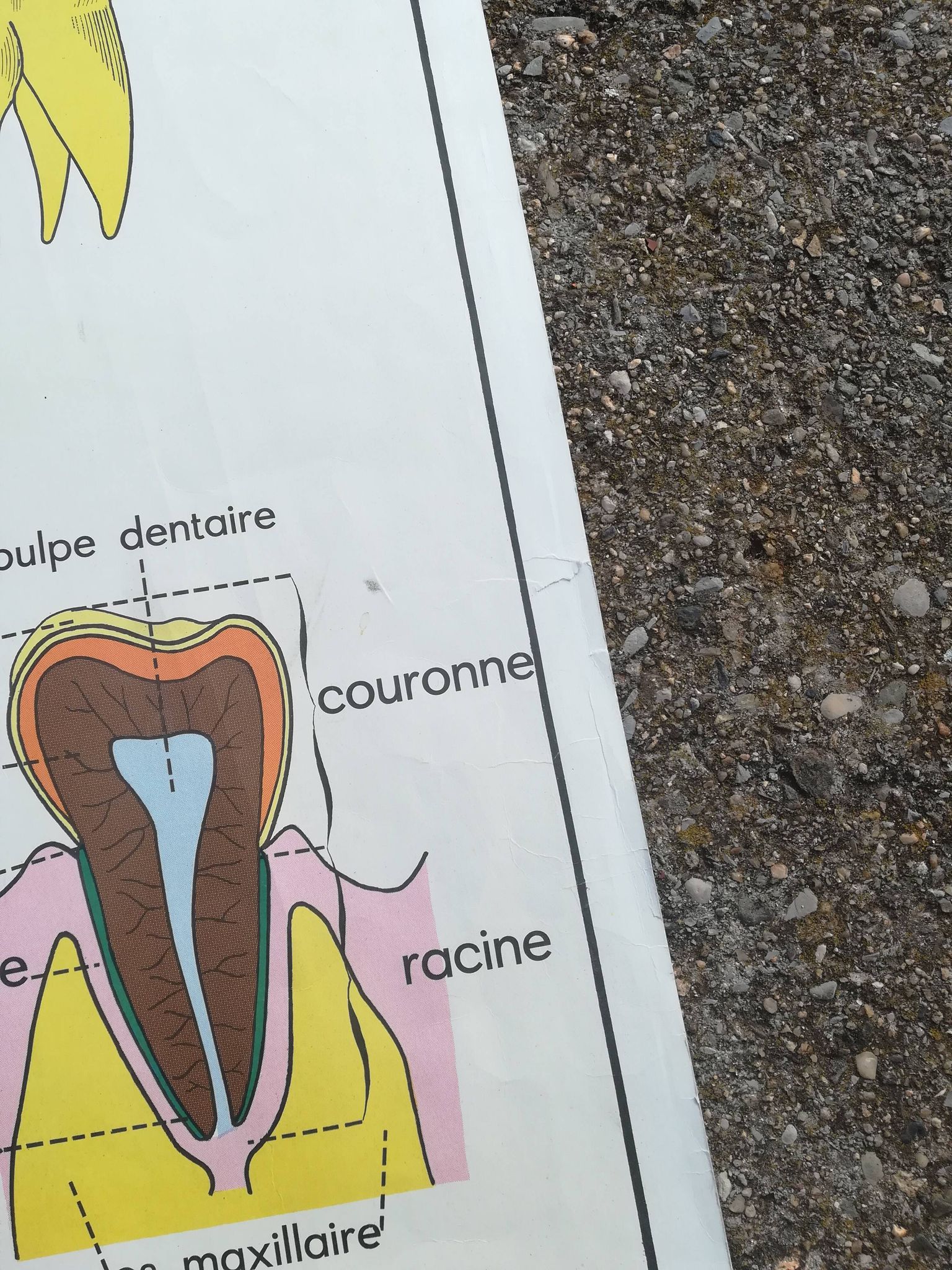 Vintage school poster N°3 Teeth N°4 Digestion Rossignol