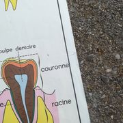 Vintage school poster N°3 Teeth N°4 Digestion Rossignol