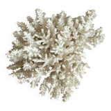 White coral bouquet