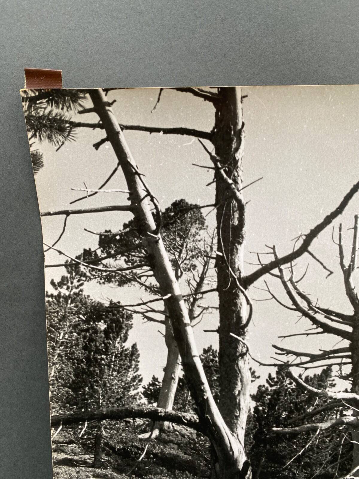 Silver gelatin photograph by Bernard Darot, Dead Tree, 20th century