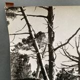 Silver gelatin photograph by Bernard Darot, Dead Tree, 20th century