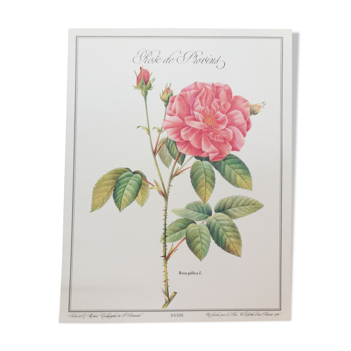 Botanical plank Rose de Provins