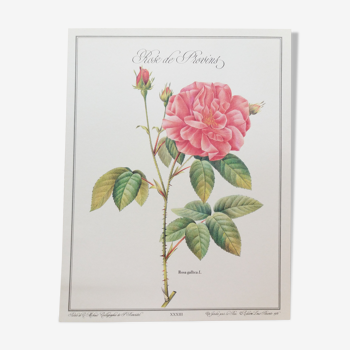 Planche botanique Rose de Provins