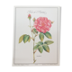 Botanical plank Rose de Provins