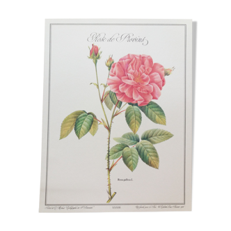 Planche botanique Rose de Provins