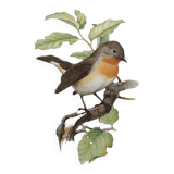 Bird board 60s - Dwarf Flycatcher - Vintage ornithological illustration