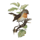 Bird board 60s - Dwarf Flycatcher - Vintage ornithological illustration