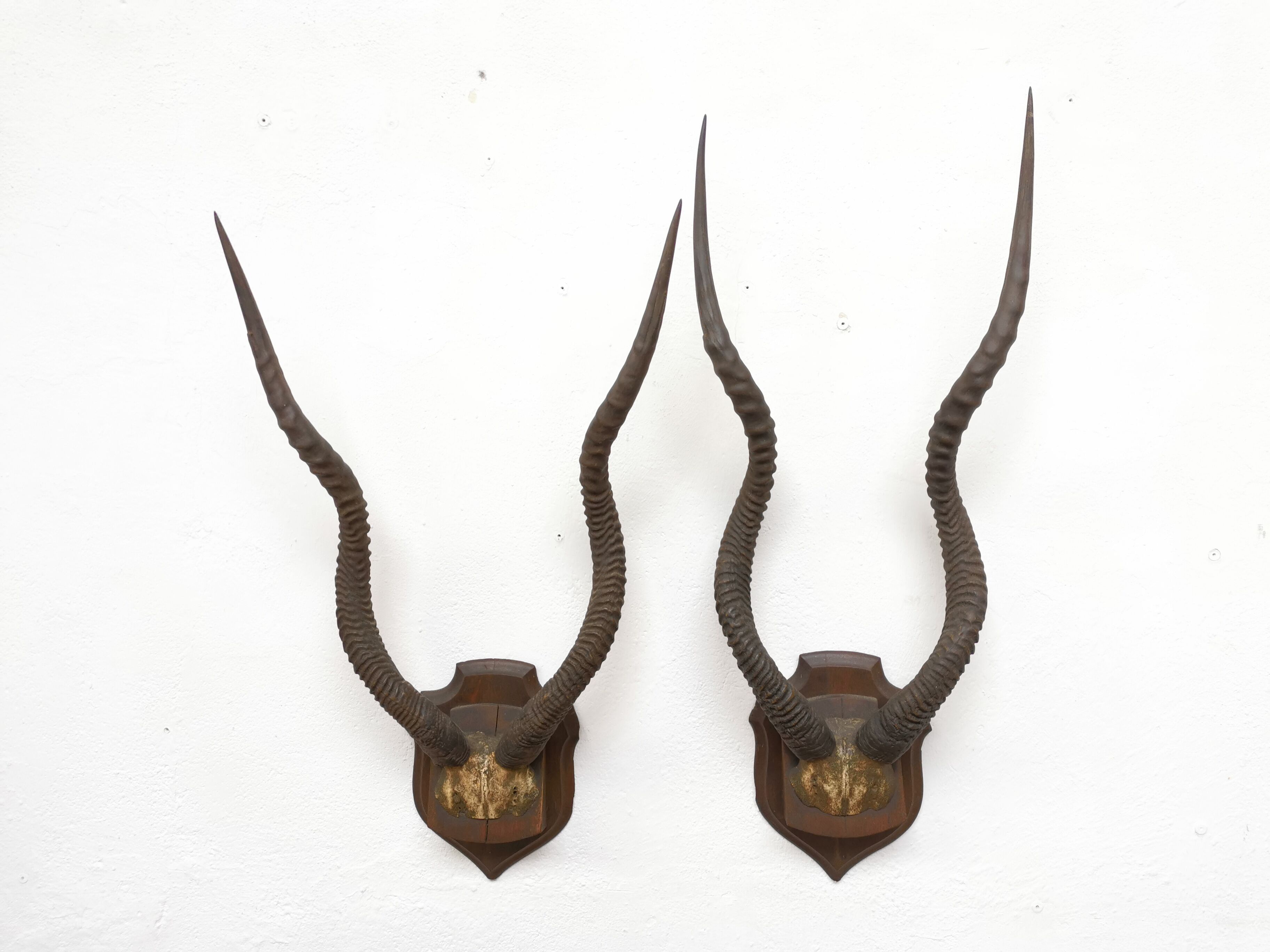 Pair of hunting trophy horn oryx antelope