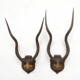 Pair of hunting trophy horn oryx antelope