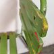 Chaise industrielle verte vintage, années 1960