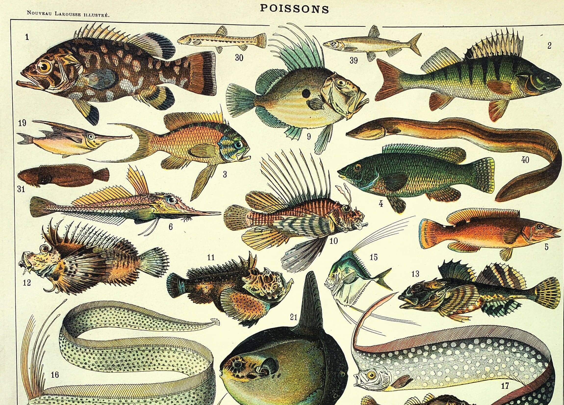 Old engraving from 1897 - Fish (1) by Millot - plate of seas and oceans