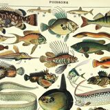 Old engraving from 1897 - Fish (1) by Millot - plate of seas and oceans