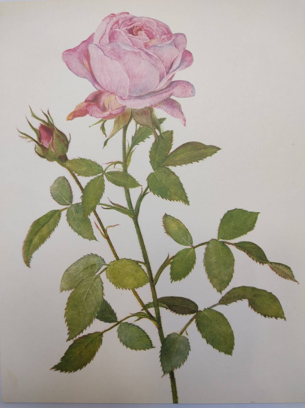 Botanical plate from 1968 Botanical illustration of rose - - Vintage illustration of flower and rose