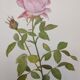 Botanical plate from 1968 Botanical illustration of rose - - Vintage illustration of flower and rose