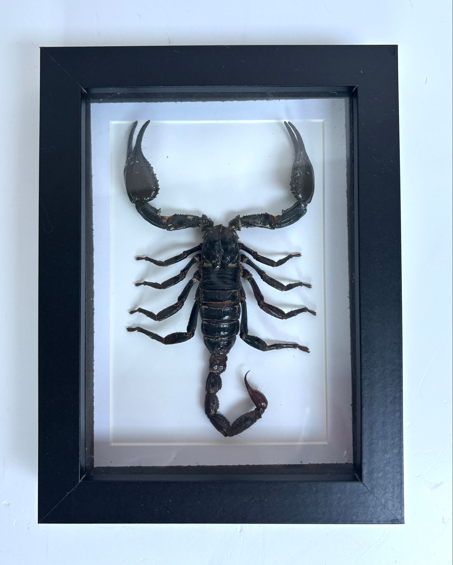 Taxidermie d'un scorpion