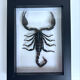 Taxidermie d'un scorpion