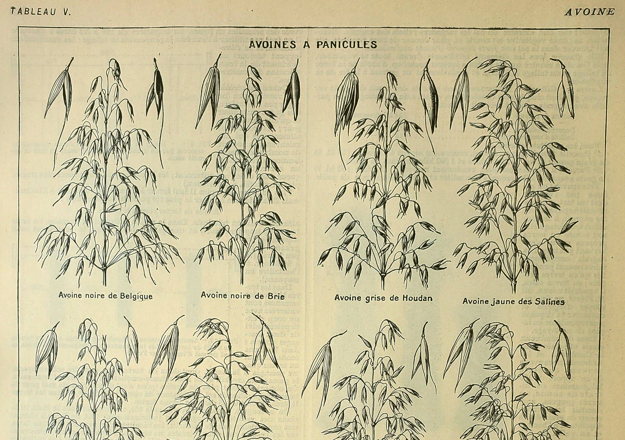 Botanical plate 1921 M. Dessertenne - Oats, varieties, cereals, flakes