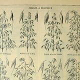 Botanical plate 1921 M. Dessertenne - Oats, varieties, cereals, flakes