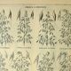 Planche botanique 1921 M. Dessertenne - Avoine, variétés, céréales, flocons