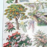 Lithograph on garden trees "locust"