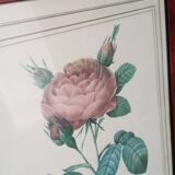 Redouté pink botanical boards