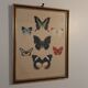 Cadre ancien papillons