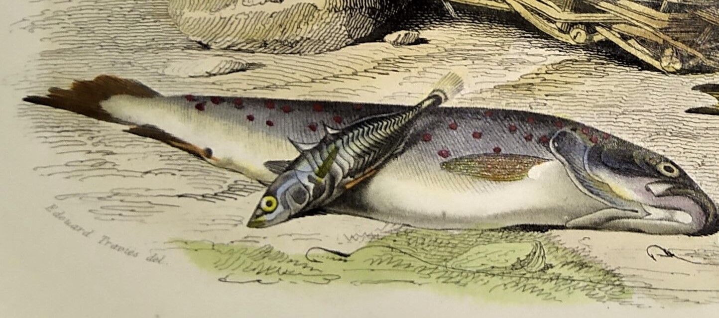 Original zoological plate of 1839 " the trout, the epinoche,....,....,....