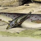 Original zoological plate of 1839 " the trout, the epinoche,....,....,....
