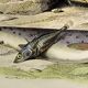 Original zoological plate of 1839 " the trout, the epinoche,....,....,....