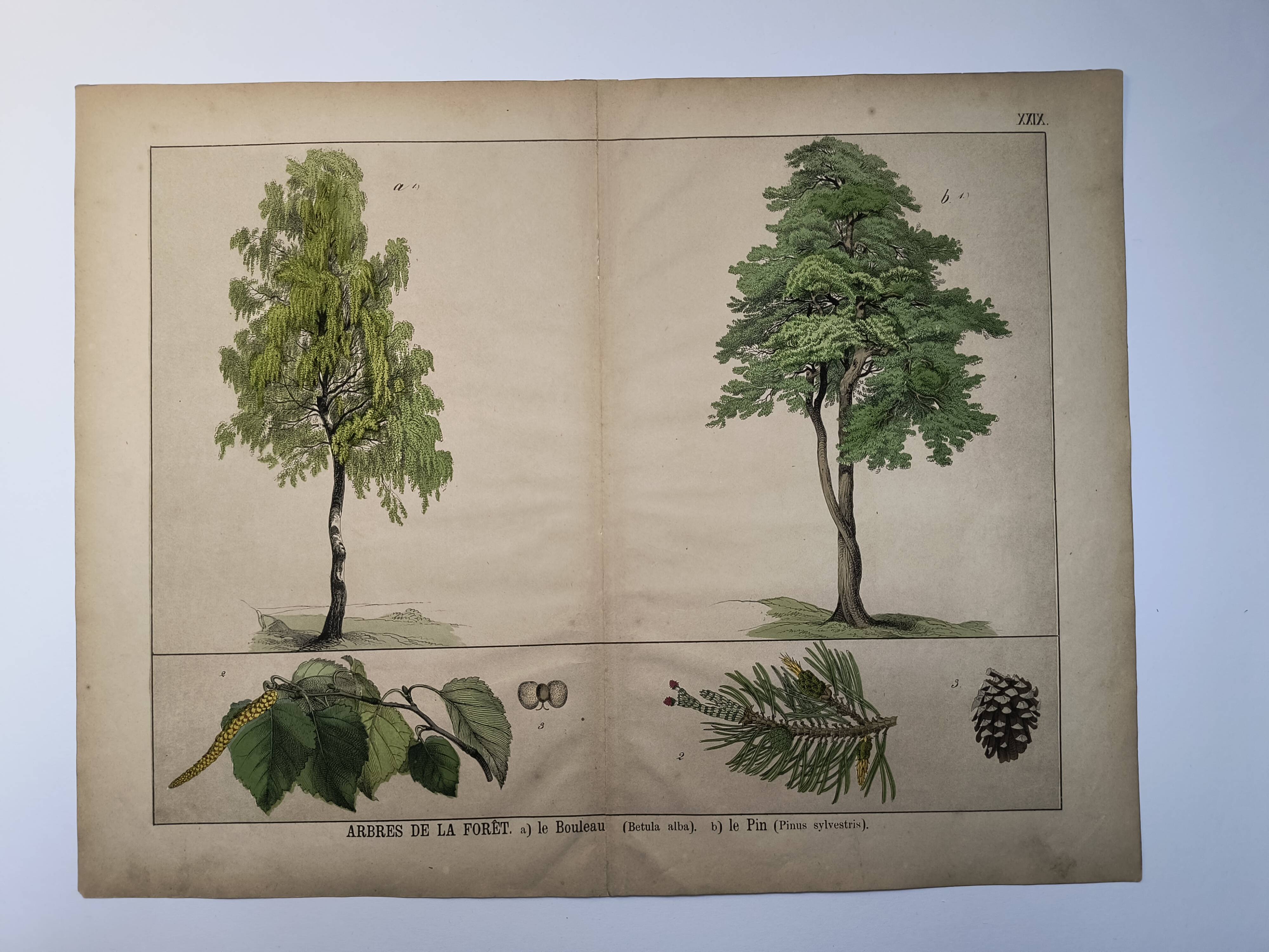 Planche botanique 1870. Arbres : Bouleau et Pin. Gravure ancienne