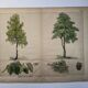 Planche botanique 1870. Arbres : Bouleau et Pin. Gravure ancienne