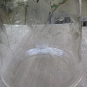Frosted engraved crystal decanter