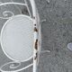 Antique garden furniture in full metal iron