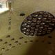 Speaker cassiano 60s
