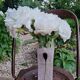 Vase Kosta Boda