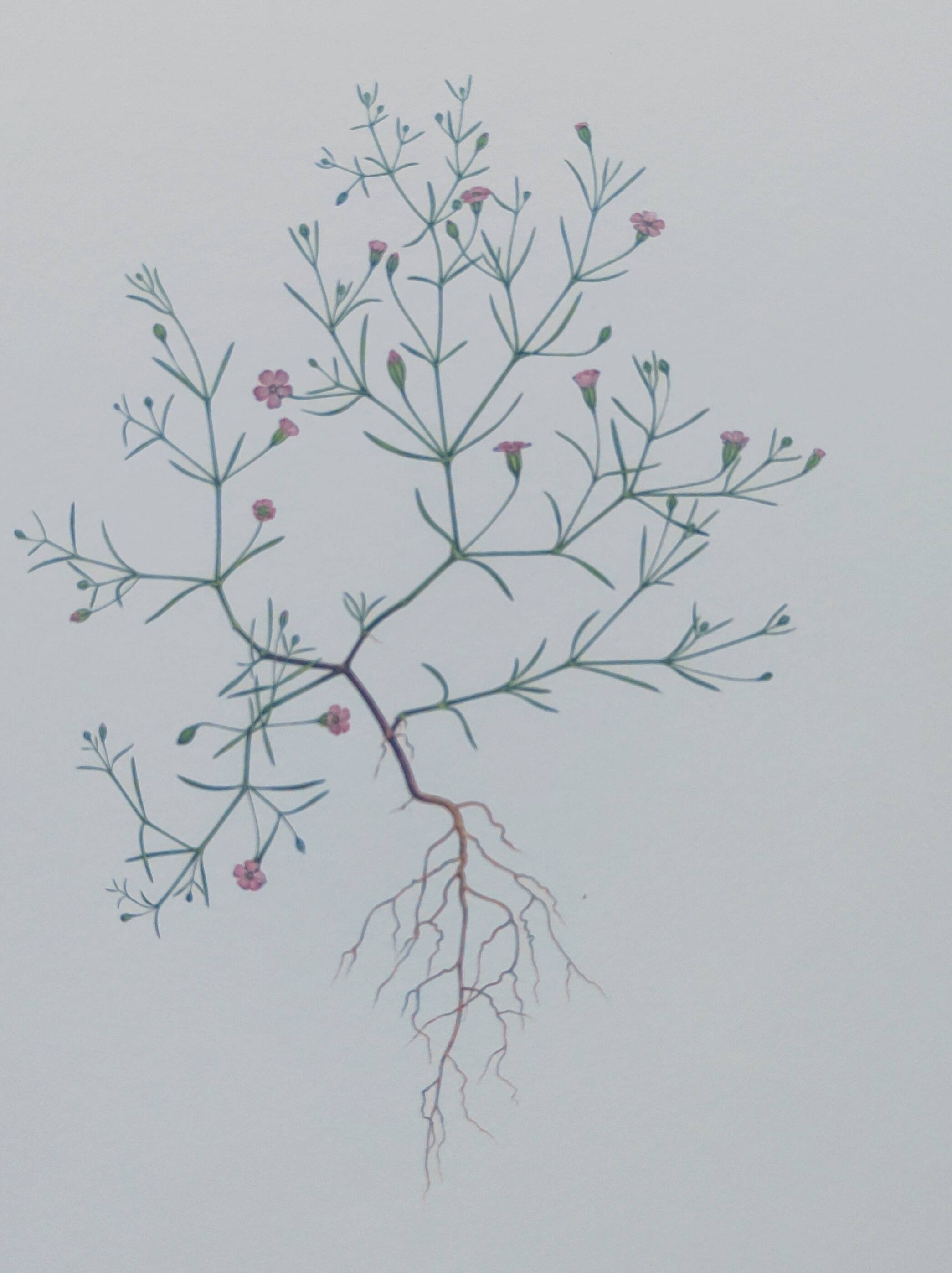 Vintage botanical print from 1978 - Baby's Breath - wild plant