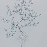 Vintage botanical print from 1978 - Baby's Breath - wild plant