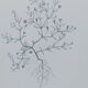 Vintage botanical print from 1978 - Baby's Breath - wild plant
