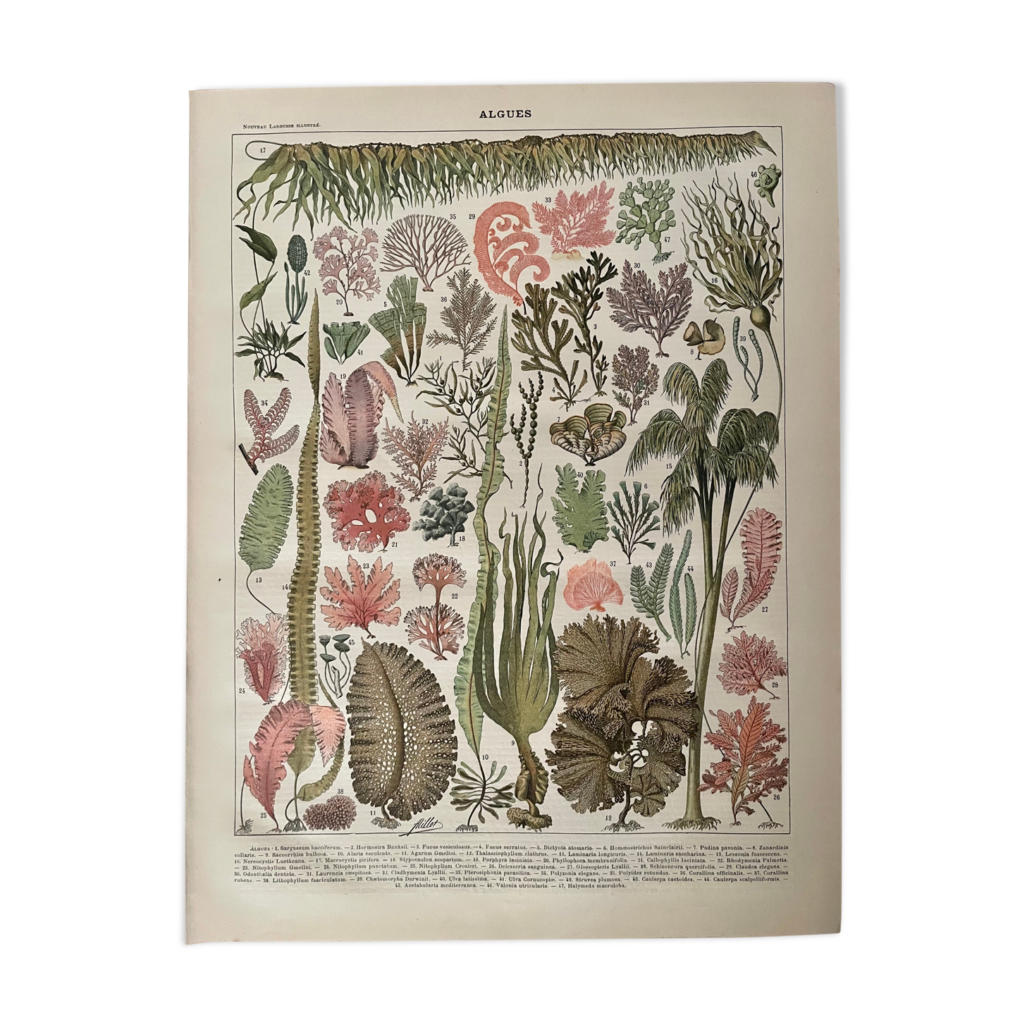 Lithograph on algae from 1897