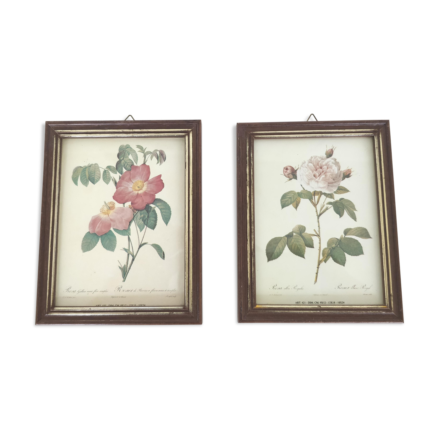 Pair rose illustrations