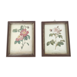 Pair rose illustrations