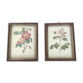 Pair rose illustrations