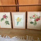 Trio of ancient botanical posters