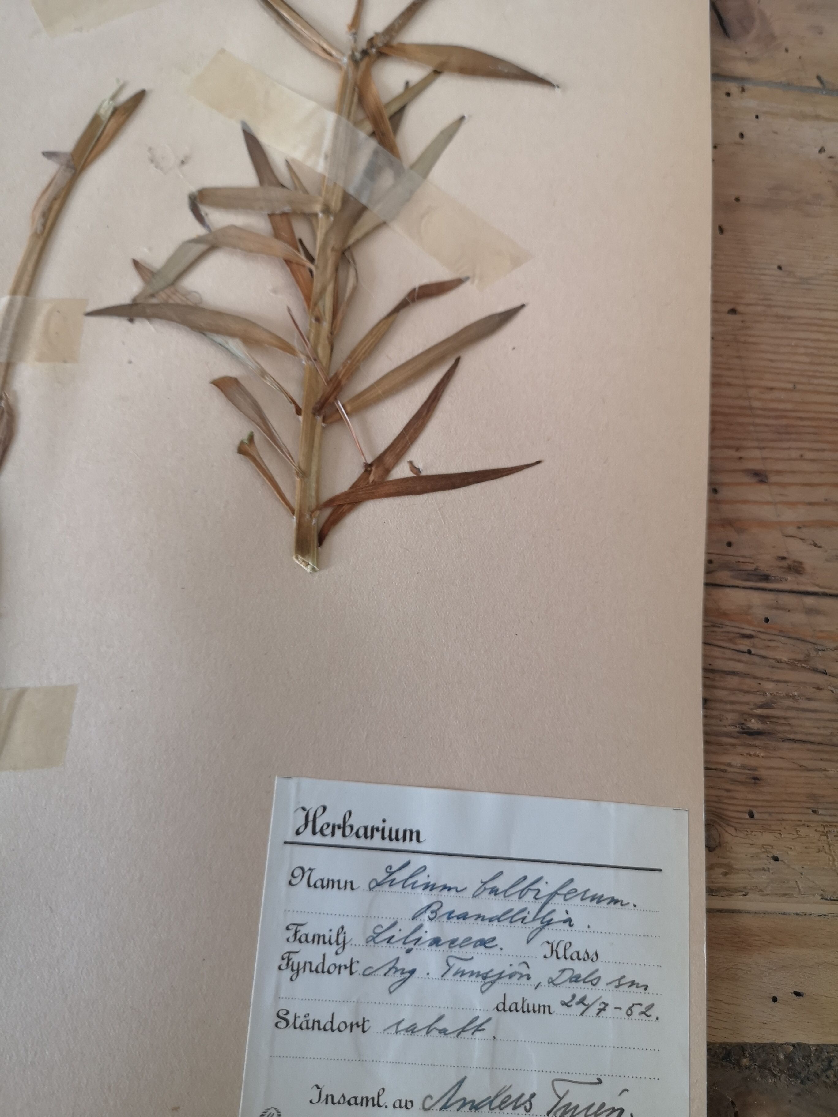 Anders's herbarium - ancient Swedish herbarium board